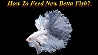 How To Feed Betta Fish That Is Not Eating Food?. First Time Buying Fish... / Fish Aquarium Tamil