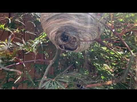 Exterminating a Bald-Faced Hornets Nest in Princeton Junction, NJ