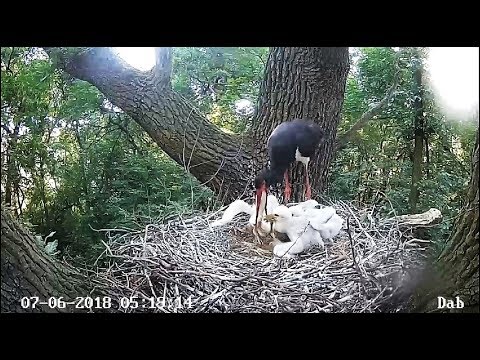 Poland Lodz DaB~Breakfast for the sorklet~ 5:17am 2018/06/07