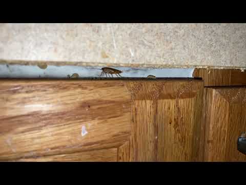 German Cockroaches Hiding in the Cracks in Neptune, NJ