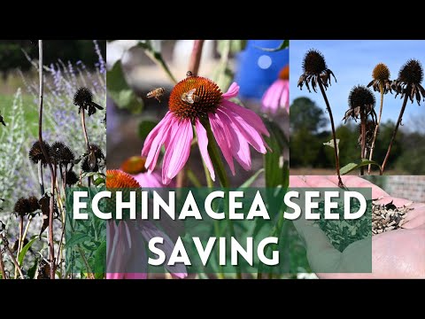 How to Save ECHINACEA Seeds to Make Thousands of Plants