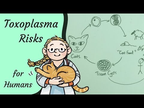 toxoplazma hogyan lehet azonosítani