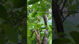 The beauty of North Vietnam #Shorts #travel #vietnam #travelvlog #vietnamtravel