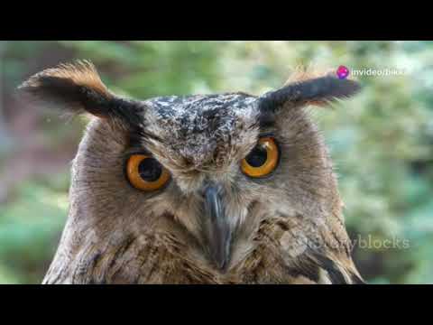 Title: The GatheringScene: A Clearing in the Forest #animals #animation #viral