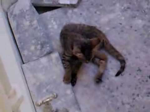 Happy New Year Sharukh Cat..