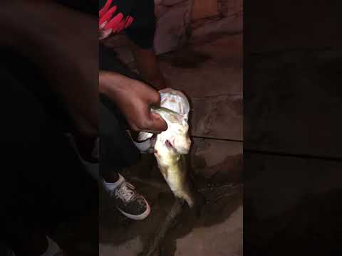 Big Bass w/ TreCat  night fishing
