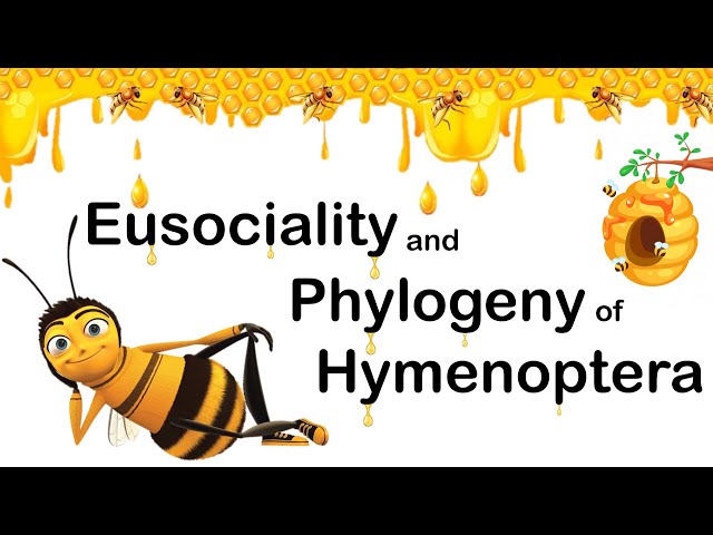 הגיית וידאו של Hymenoptera בשנת אנגלית