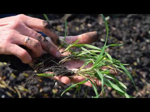 Обработка "5 Элементом", СП "Злато Таврии"