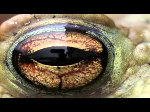 Gift auf unseren Feldern - Wie gefährlich sind Pestizide