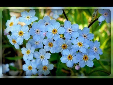 download lagu mp3 mp4 незабудки фото, download lagu незабудки фото gratis, unduh video klip Download незабудки фото Mp3 dan Mp4 Unlimited Gratis