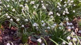 preview picture of video 'Märzenbecherwald Ettenstatt mit herrlich blühenden Märzenbechern'