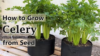 How to Grow Celery from Seed in Containers and Raised Beds - From Seed to Harvest