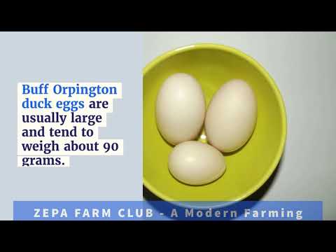 , title : 'Orpington Duck Origin, Characteristics & Care'