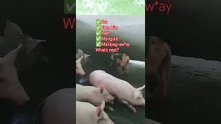 Download lagu CHILL MUNA maya na ulit #backyardfarming #pig #pigfeed #piggy #shorts #viralshorts mp3