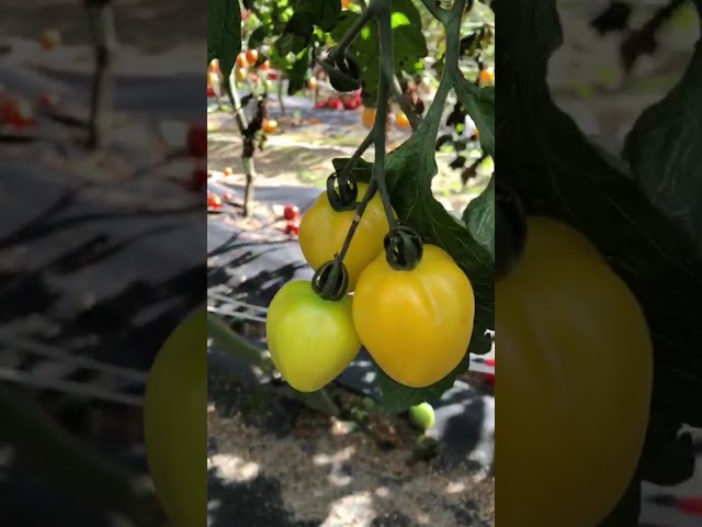 Стандарт поставки видео №1 Томат F1 Клубничка желтая