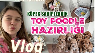 Dünyanın En Tatlı Toy Poodle’ını Sahiplendik! 🐶 | Yeni Evine Hazırlık 