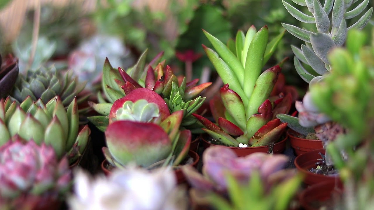 וידאו thumbnail