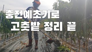충전 예초기로 고추밭 정리. 고춧대 쉽게 자르기. 충전예초기 실사용후기