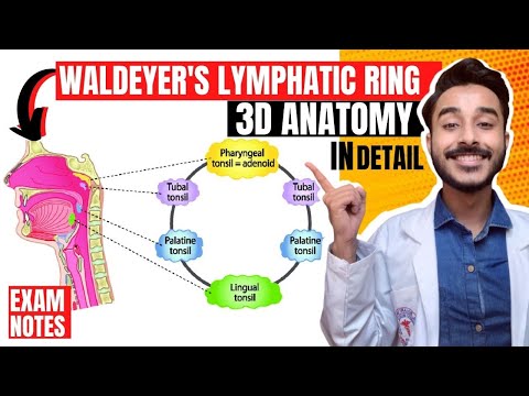 waldeyers lymphatic ring anatomy | pharyngeal lymphatic ring of waldeyer anatomy | waldeyers ring