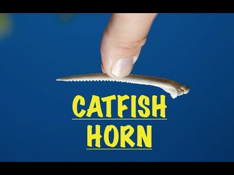 Catfishing Tips: Catfish stings and horns. What really happens?
