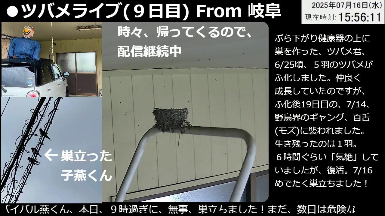 ツバメ巣立ちました！