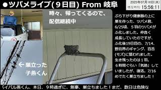 ツバメ巣立ちました！