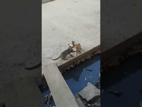 cats fighting Soham shete