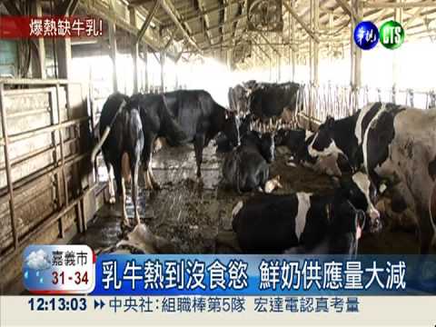 天熱乳牛產量少 酪農出招"消暑"