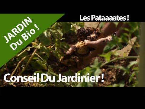 La Patate, Pomme de terre Jardin Bio ? Culture santé et vitamines ! Nature .Hurryken Production Video