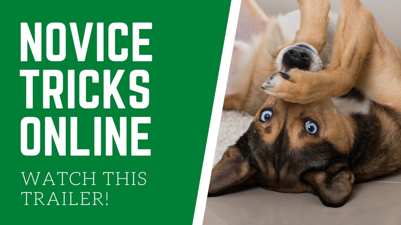 Novice Tricks Online!