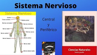 El sistema nervioso. Central y periférico. Sexto grado de primaria