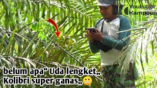 Download lagu mikat burung Kolibri Wulung/muncang terganas,,‼️ mp3