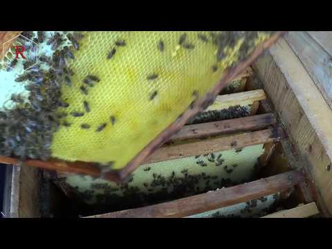 Осмотр пчелы и непоняток в апиулье