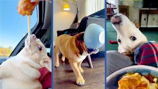 These Dogs are TOO FUNNY! 😂 | Best 2026 Videos