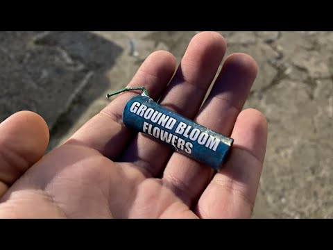 Ground Bloom Flower To Salute Firework