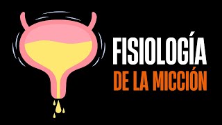 Fisiología de la micción e incontinencia urinaria