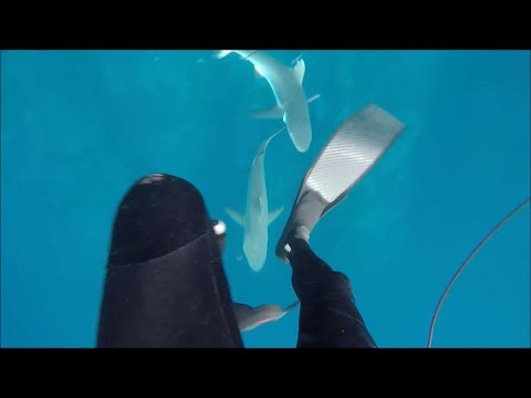 Encuentros entre tiburones y pescadores submarinos