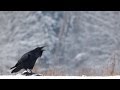 Common Raven birds in winter