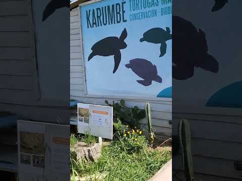 karumbe Centro de Rescate de Tortugas en La Coronilla, Rocha, Uruguay.