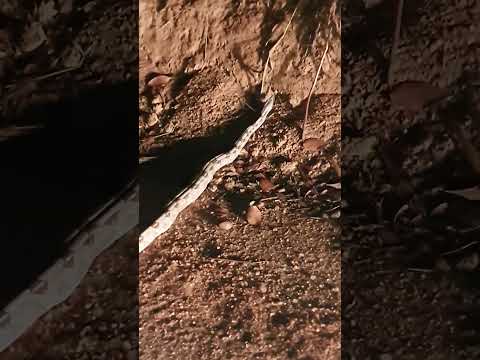 COBRA JIBÓIA - "Boa constrictor constrictor" em Capelinha, Minas Gerais!!!🥰🥰🐍🐍 #jiboia #cobra #snake