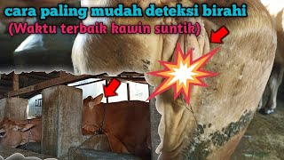 Download lagu CARA PALING MUDAH DETEKSI BIRAHI & WAKTU TERBAIK KAWIN SUNTIK (IB) mp3