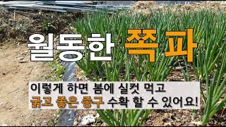 월동한 쪽파 이렇게 하면 봄에 실컷 먹고 굵고 좋은 종구 수확 할 수 있어요!