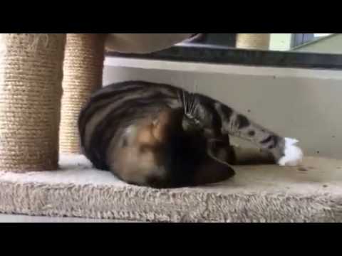 RSPCA rehoming - Tammy the cat