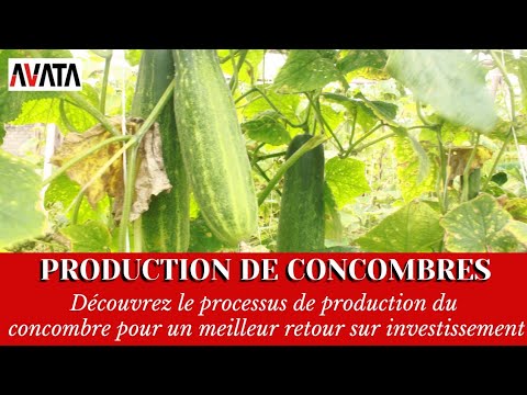 , title : 'CONCOMBRES: PROCESSUS DE PRODUCTION'