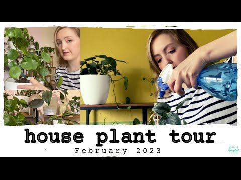 House Plant Tour Feb 2023