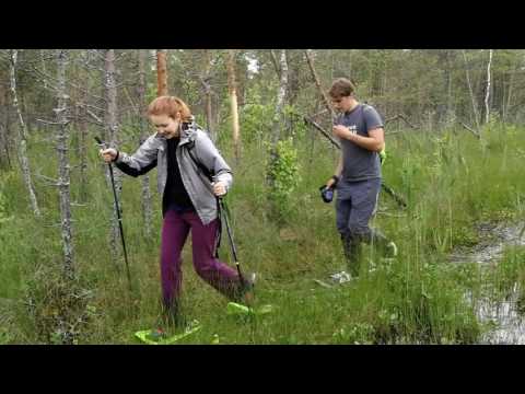 NūJoMe-2017. Purvu Bridēji. Saules purvs.