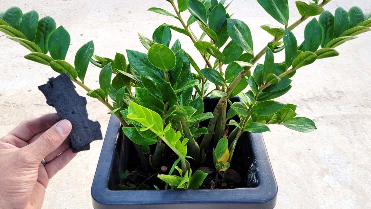 Apenas 1 carvão na zamioculca (olha o incrível resultado)