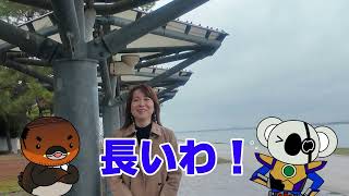 2026/4/8放送・知ったかぶりカイツブリにゅーす
