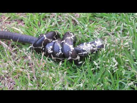 Eastern King Snake enjoys a meal of immature black racer.