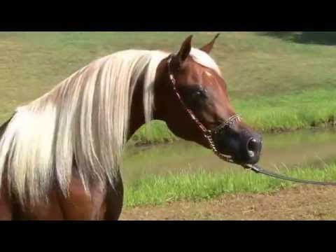 WS_Thee_Antar 2010.mp4